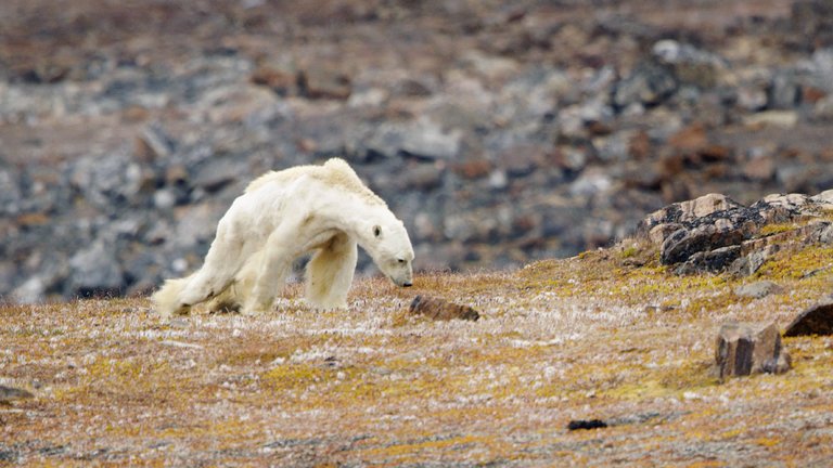 Видео што го расплаче светот: Еве како изгледа поларна мечка што гладува