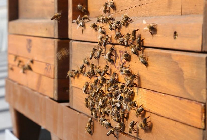 Пчелите на покривот на собранието во Виена годишно произведуваат 180 кг мед